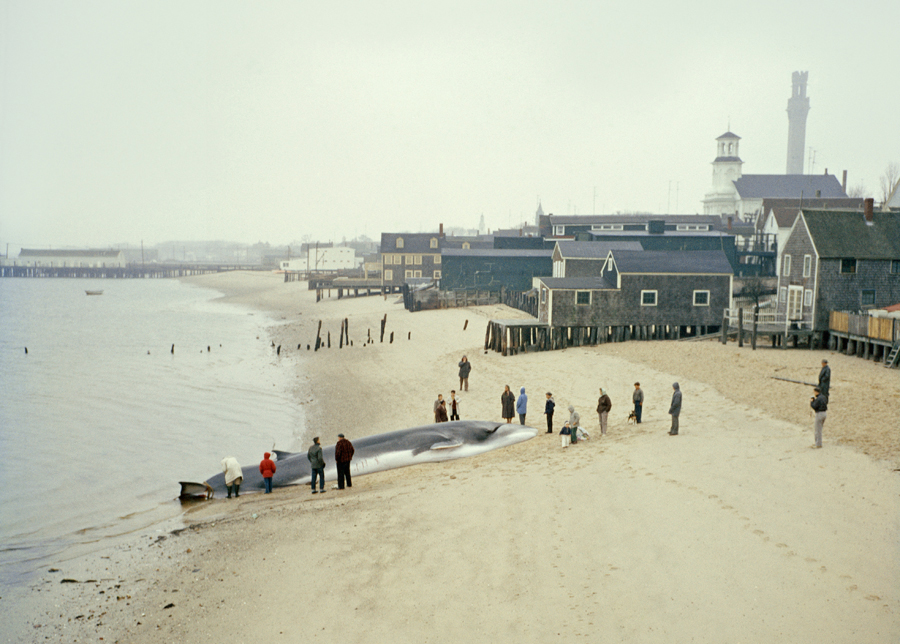 Spectators gather around a dying finback whale in Provincetown, Massachusetts, August 1962.