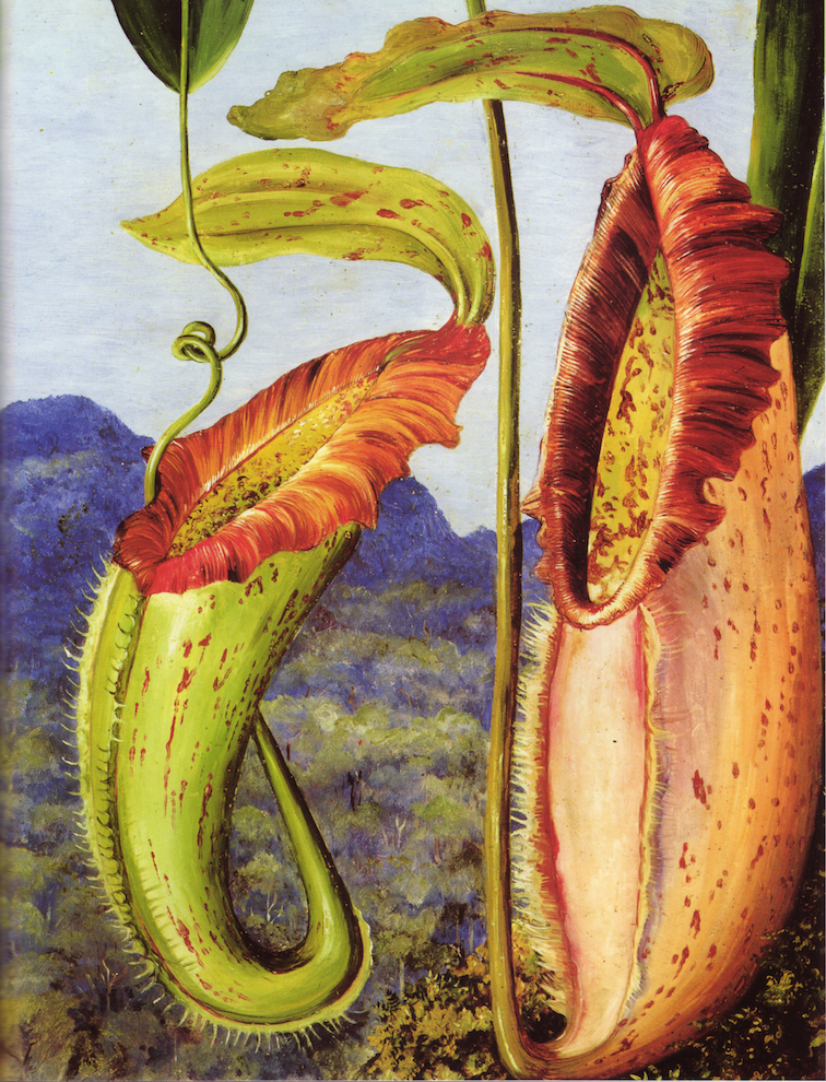 Nepenthes_northiana_by_Marianne_North