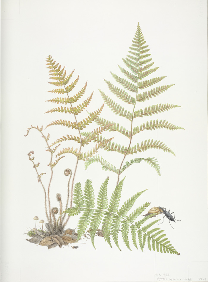 asuka-hishiki-dryopeteris-erythrosora-watercolour-on-paper