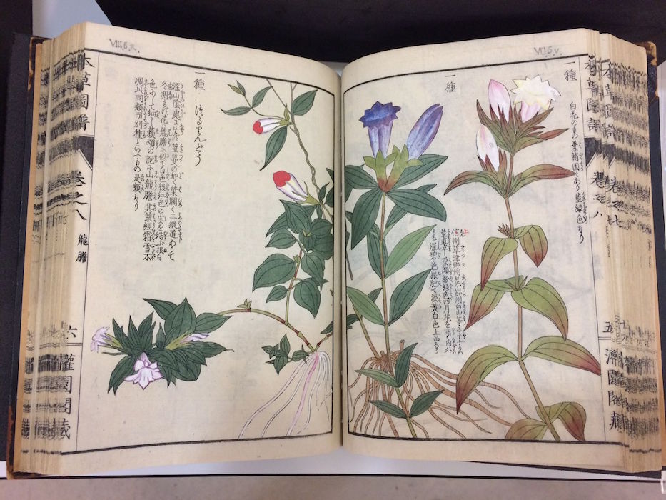 honzo-zufu-illustrated-manual-of-medicinal-plants-iwasaki-kanen