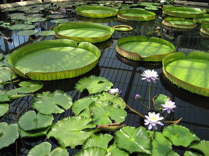 lily-pad-500600_1920_opt