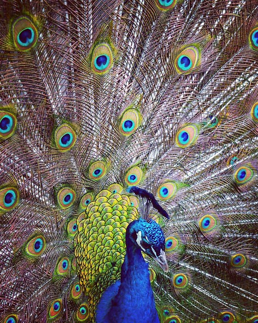 peacock Kelly Parker McPherson
